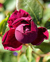 Califax-Rose